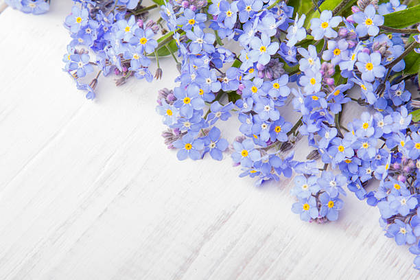 istock blue flowers frame on white wooden background 623350120