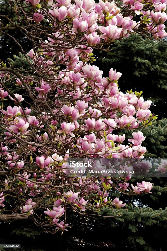 magnolia tree in blossom at spring Blossom Stock Photo