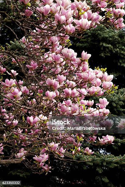 Magnolia Tree In Blossom At Spring Stock Photo - Download Image Now - Blossom, Color Image, Flower