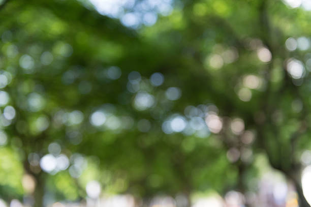 istock Abstract bokeh background of tree 623350380