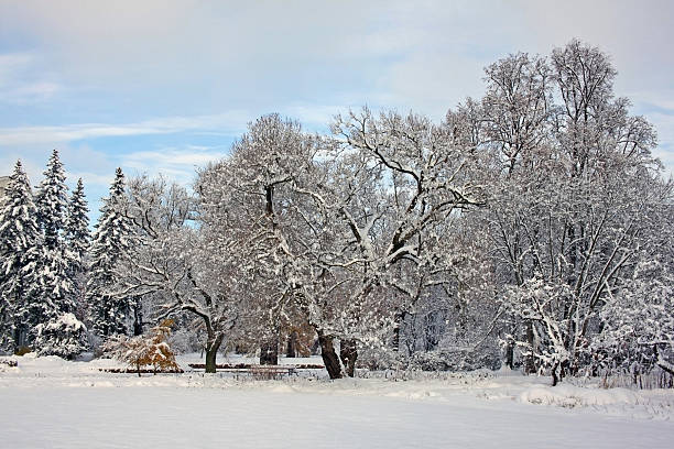 istock Snow-covered park in november day 623350404