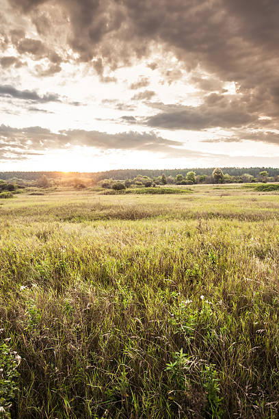 istock Rural landscape during sunrise at summer meadow with moody sky 623350862
