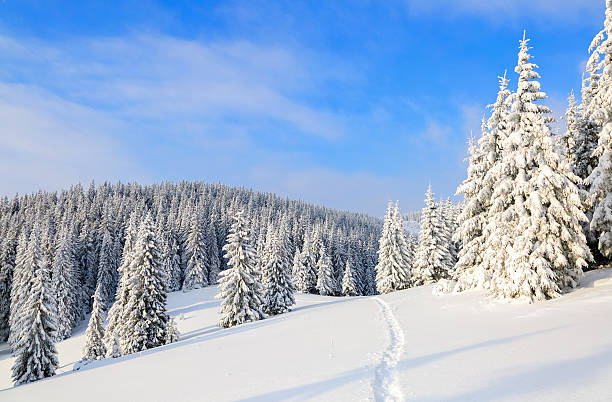 istock The path leads to the snowy forest. 623351852