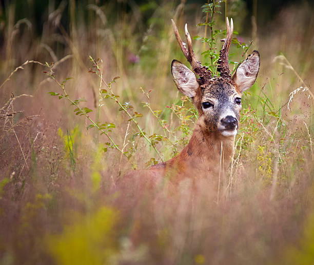 roebuck em um campo de grama - corço - fotografias e filmes do acervo