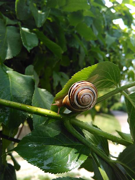 istock Snail on green branches of tree. Edible grape snails. 623353452