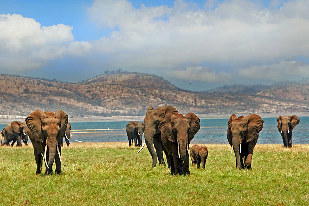 слоны, идущих по озеру кариба с облачным небом - hwange national park стоковые фото и изображения