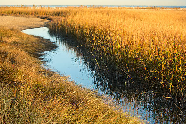 istock Marsh grasses at sunset in fall at Milford Point, Connecticut. 623353864