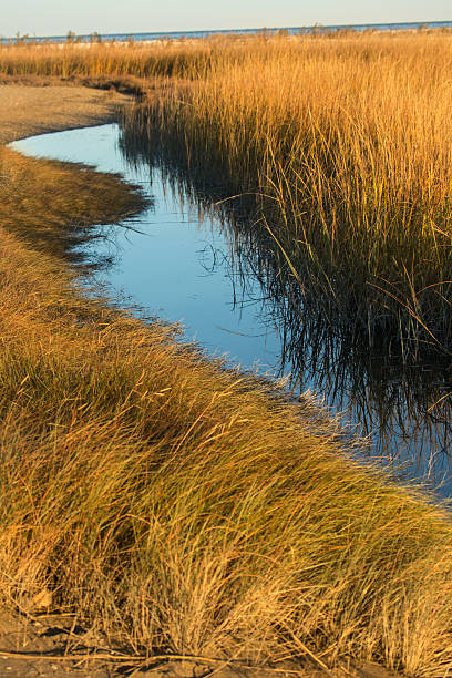 istock Marsh grasses at sunset in fall at Milford Point, Connecticut. 623353918