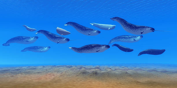 vỏ cá voi narwhal - đàn cá nhóm động vật hình ảnh sẵn có, bức ảnh & hình ảnh trả phí bản quyền một lần