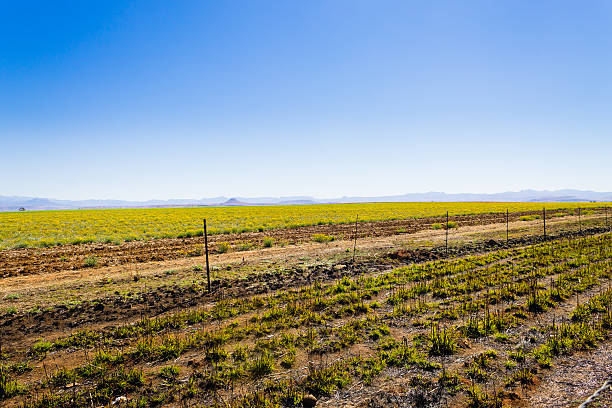 istock Landscape from South Africa, Dragon's mountains 623356262