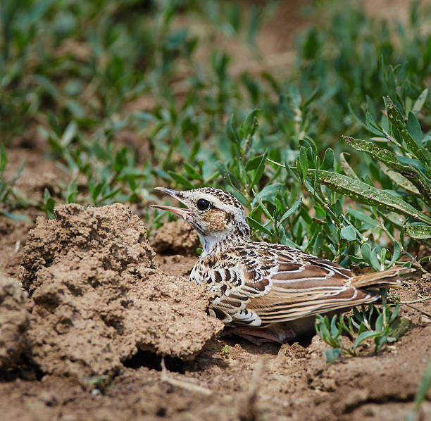 istock Woodlark on the ground 623356336