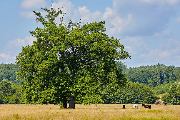 istock Horses near a big oak 623356436