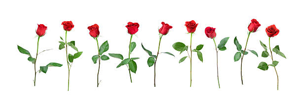 istock Valentine's Day Single Red Rose Isolated on White 623357256