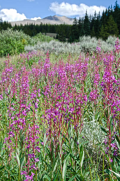 istock Fireweed in the Leadville Mining District 623358048
