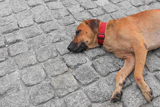 Dog sleeping in the street