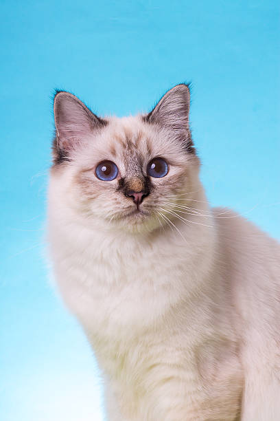 istock sacred birma cat on a blue-green background, isolated 623359340