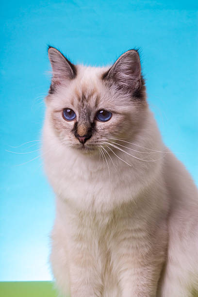 istock sacred birma cat on a blue-green background, isolated 623359394