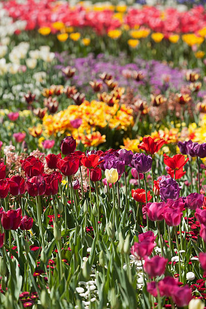 istock Colorful Tulip Flowers 623359488