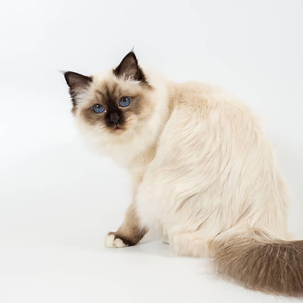 istock sacred birma cat on a white background, isolated 623360864