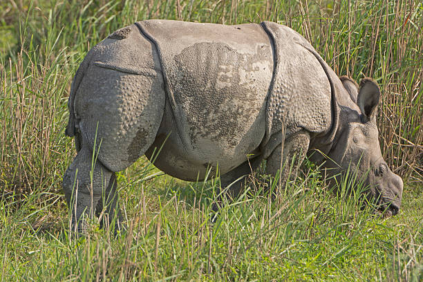istock Baby Indian Rhino in the Grassland 623361200