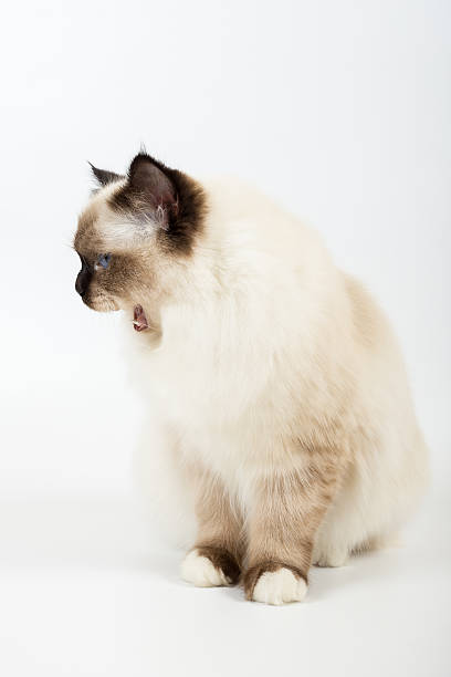 istock sacred birma cat on a white background, isolated 623361238