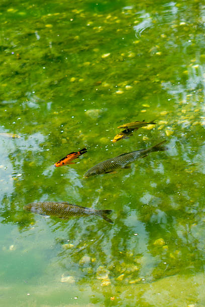 istock Beautiful colorful  fish in the pond 623362570