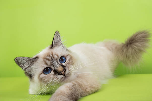 istock sacred birma cat on a green background, isolated, chromakey 623364340