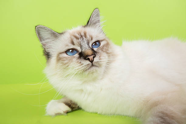 istock sacred birma cat on a green background, isolated, chromakey 623364372