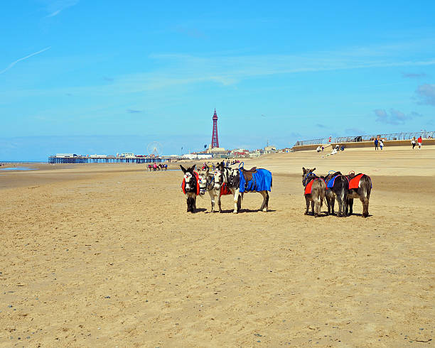 blackpool beach - blackpool pier - fotografias e filmes do acervo