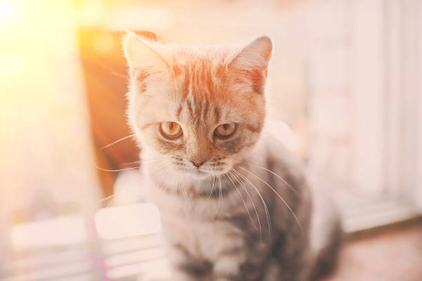 istock pets, close up of unhappy angry scottish fold kitten on 623364572