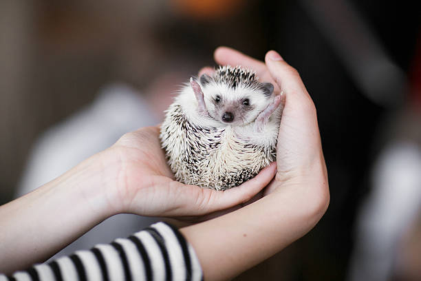istock Set. small prickly hedgehog in the hands of people 623364632