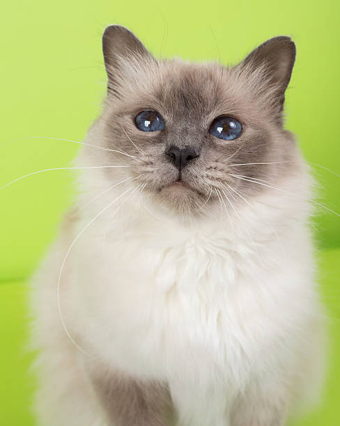 istock sacred birma cat on a green background, isolated, chromakey 623364804