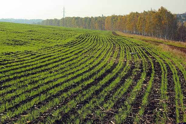 istock Green sprouts of wheat in autumn. 623366060