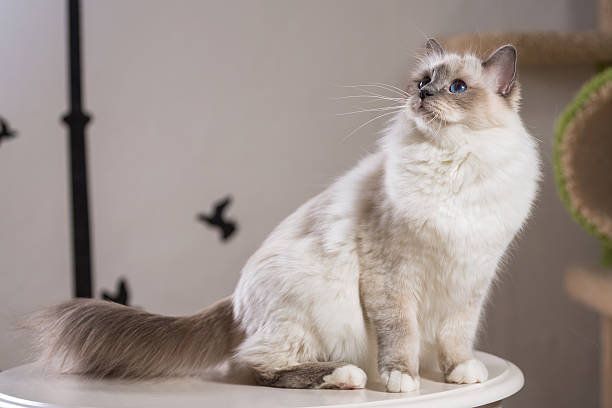 sacred birma cat in interior beautiful cat on the table, gray-black, elite cat, small Depth of field birman photos stock pictures, royalty-free photos & images