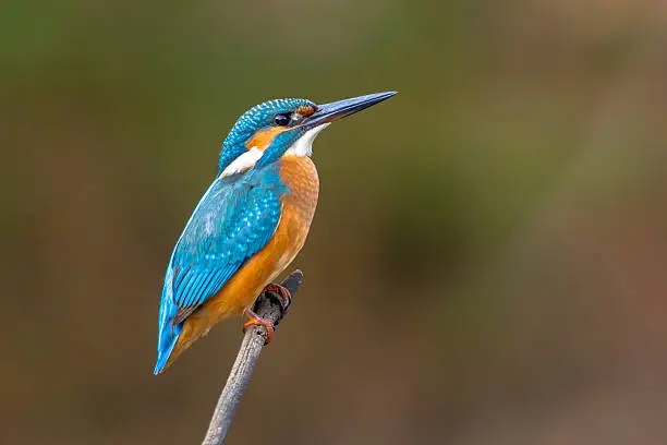 Common European Kingfisher (Alcedo atthis) perched on a stick above the river and hunting for fish. This sparrow-sized bird has the typical short-tailed, large-headed kingfisher profile; it has blue upperparts, orange underparts and a long bill.