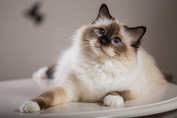 sacred birma cat in interior beautiful cat on the table, gray-black, elite cat, small Depth of field birman photos stock pictures, royalty-free photos & images