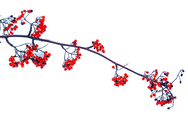 istock Sorbus branch with red berries on a white background 623368962