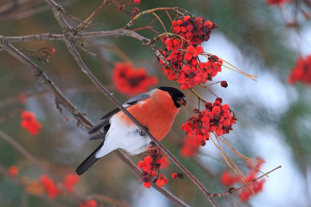 istock bullfinch sitting on mountain ash berries 623369010