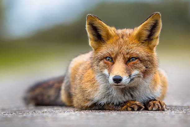 istock Relaxing European red fox lying on the ground 623369218