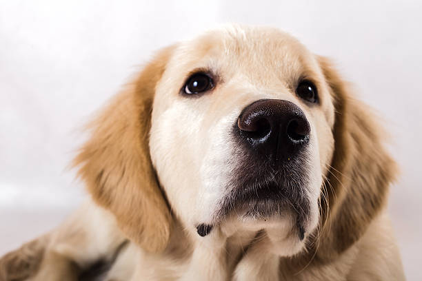 istock golden retriever sitting on a white background 623369314