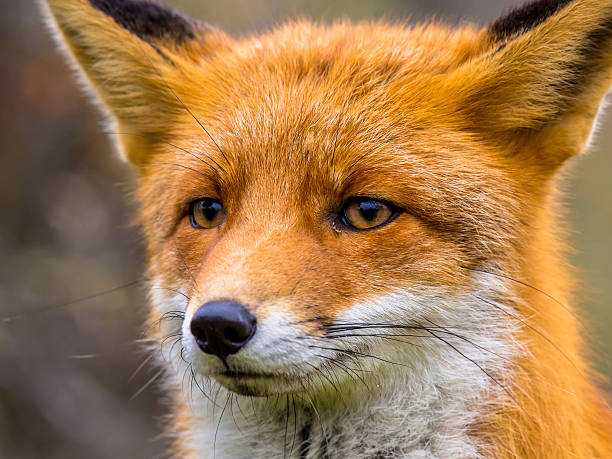 istock Close up of head of fox 623369414