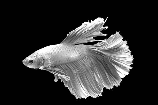 istock Fighting fish monochrome isolated on black background 623369522