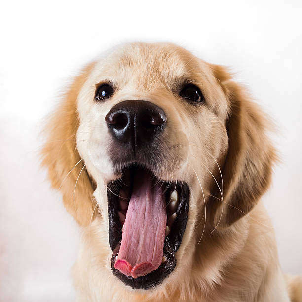 istock golden retriever sitting on a white background 623369588