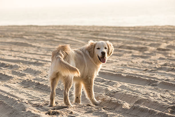 istock dog breed golden retriever playing, Baltic sea beach 623369920