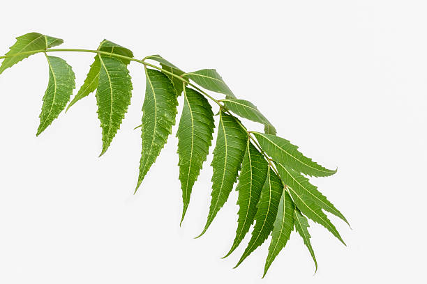 feuilles de neem (margosa) - ayurveda herb alternative medicine herbal medicine photos et images de collection