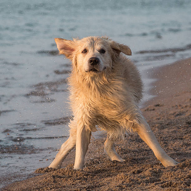 dog breed golden retriever playing in the sand, Baltic sea beach