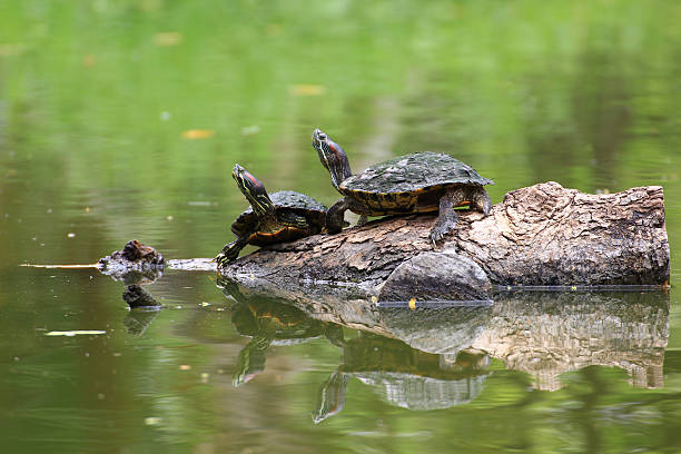 istock turtles sitting on a branch in a pond 623371880