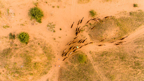 стая верблюдов, гуляя по пустыне, раджастан, индия - camel india animal desert стоковые фото и изображения