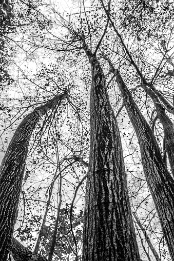 Looking up at trees in black and white