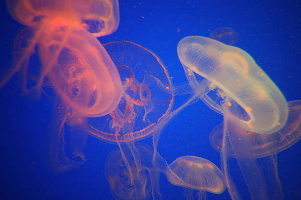 ASIA SINGAPORE CITY SENTOSA  JELLY FISH